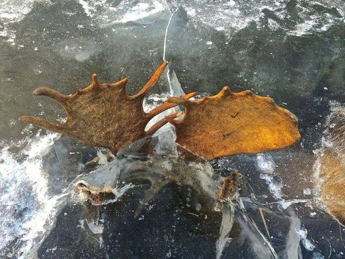 Сцепившиеся рогами лоси вмерзли в лед реки