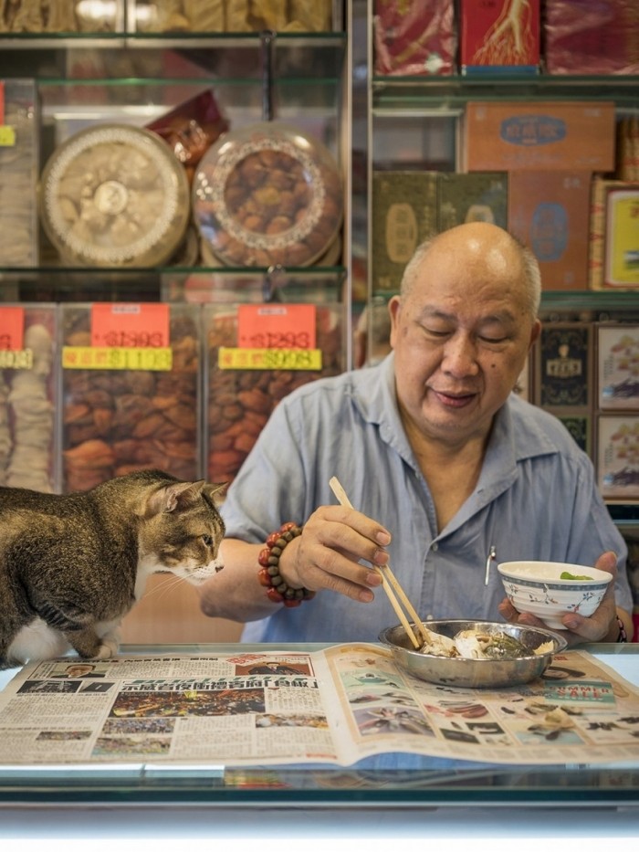 Коты в гонконгских магазинах