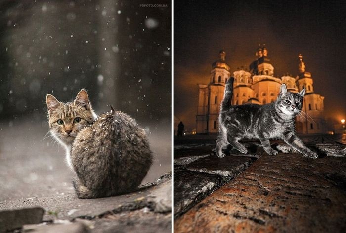 Фотографии животных от Сергея Полюшко