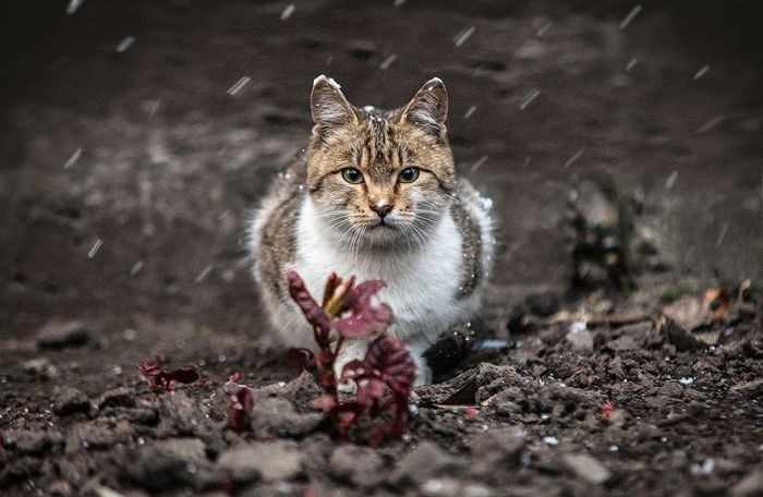 Фотографии животных от Сергея Полюшко