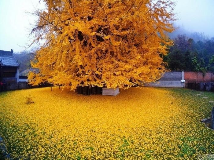 1400-летнее дерево сбросило осенние листья и это что-то невероятное (6 фото)