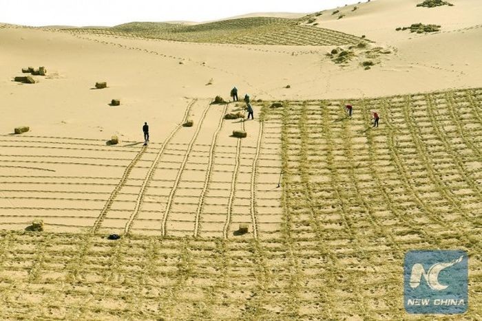 «Зеленый пояс» остановит расширение китайской пустыни Тэнгэр (4 фото)