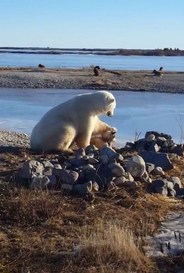 Трогательный момент белый медведь гладит собаку