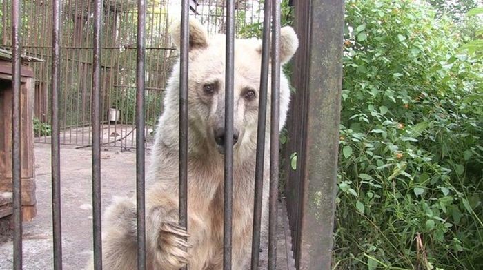 Медведица 30 лет ждала от людей человеческого отношения (11 фото)