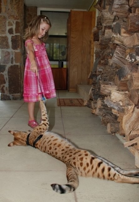 Cамый высокий кот в мире