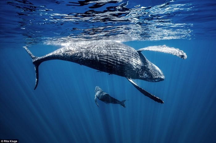 Потрясающие снимки горбатых китов