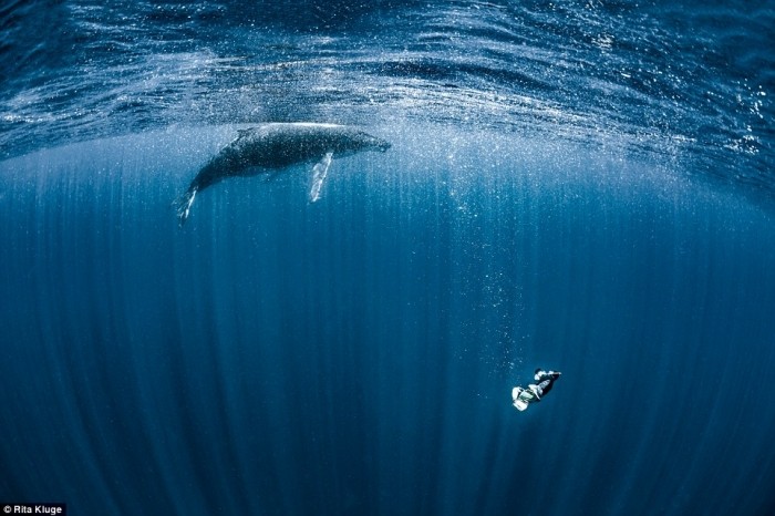 Потрясающие снимки горбатых китов