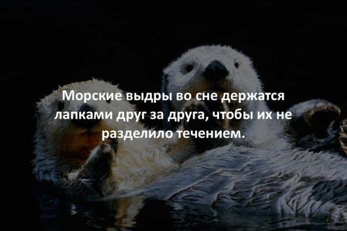 Интересные факты для любознательных