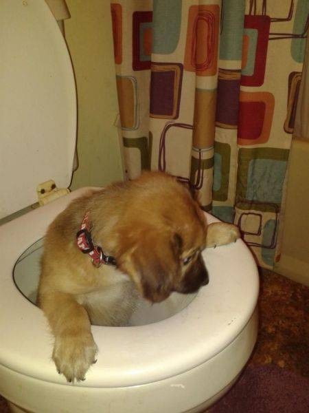 Туалетный юмор