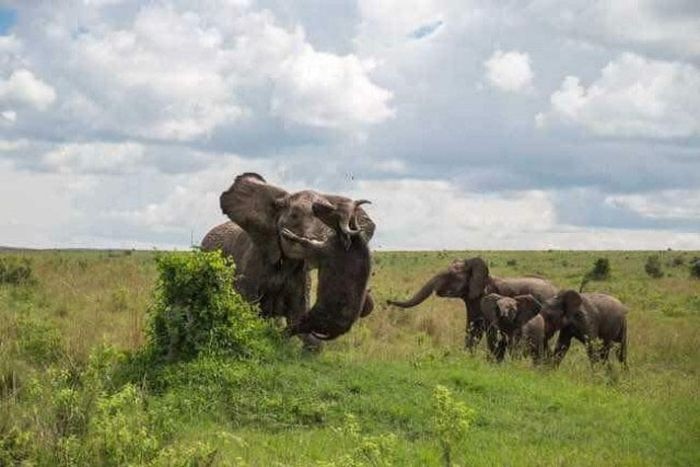 Слониха наказала буйвола