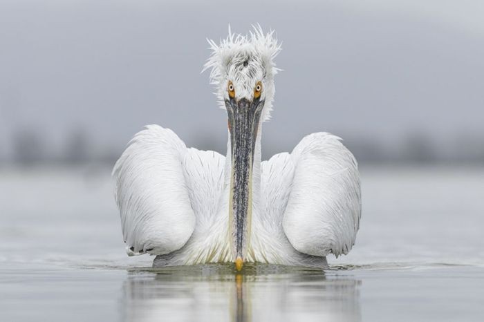 Фото дикой природы конкурса Wildlife Photographer 2016