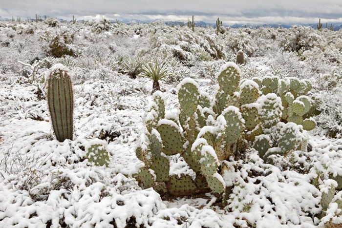 Аномальный мороз: откуда появляется снег в пустынях (10 фото)