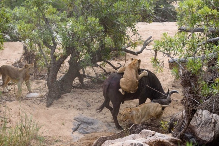 Драматические кадры: голодная львица напала на буйвола