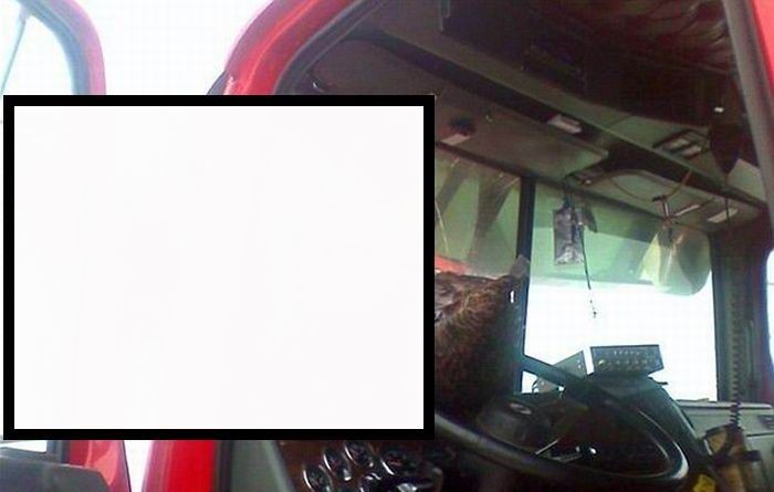 Орел врезался в автомобиль (3 фото)