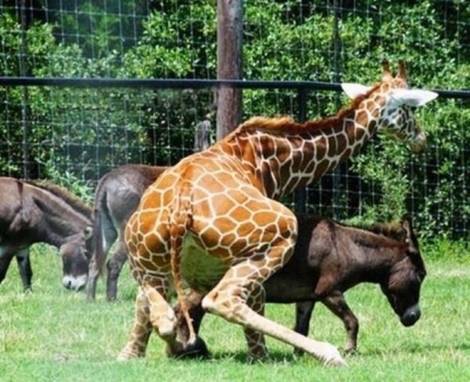 Как дерутся жирафы (7 фото)