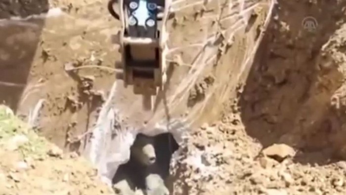 Турецкие рабочие копали яму и выкопали медведя