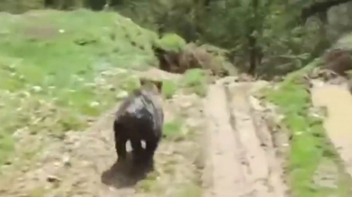 Турецкие рабочие копали яму и выкопали медведя