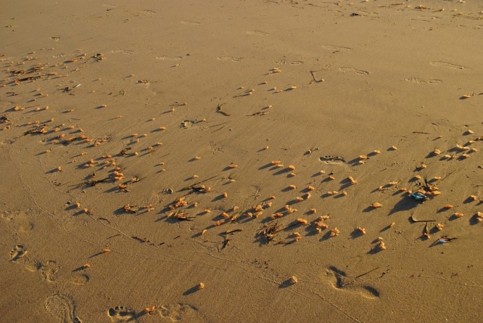 Тысячи странных существ вышли на пляж в Калифорнии