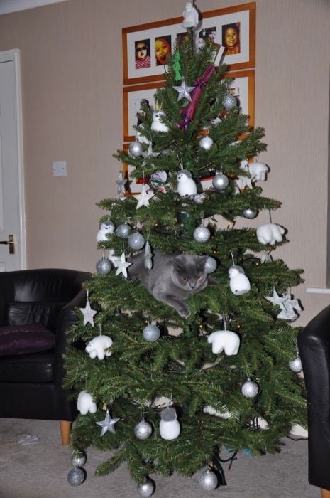 Коты на елках и под елками