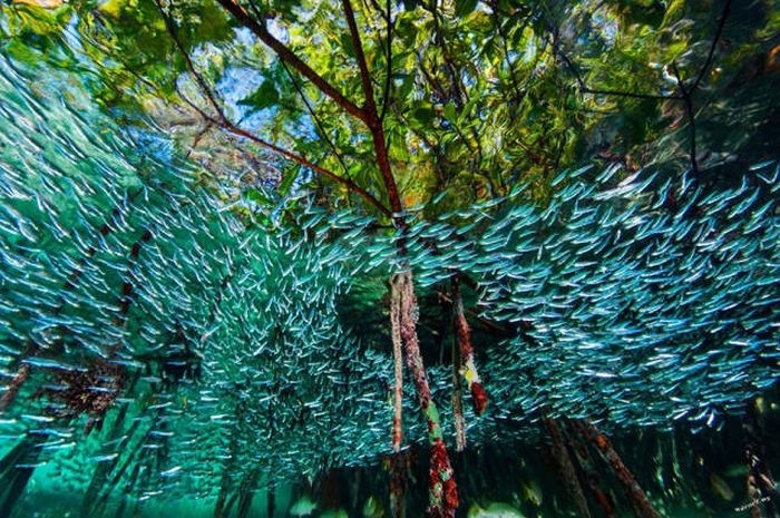 Лучшие фото журнала National Geographic 2016 года