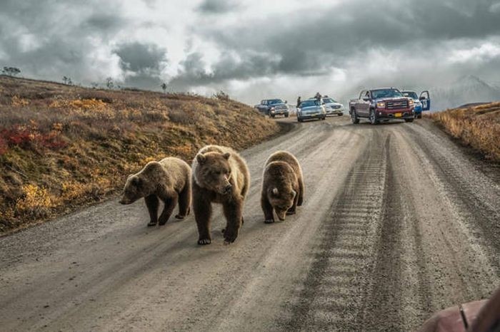 Лучшие фото журнала National Geographic 2016 года