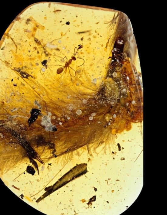 В янтаре нашли хвост динозавра, жившего 99 миллионов лет назад