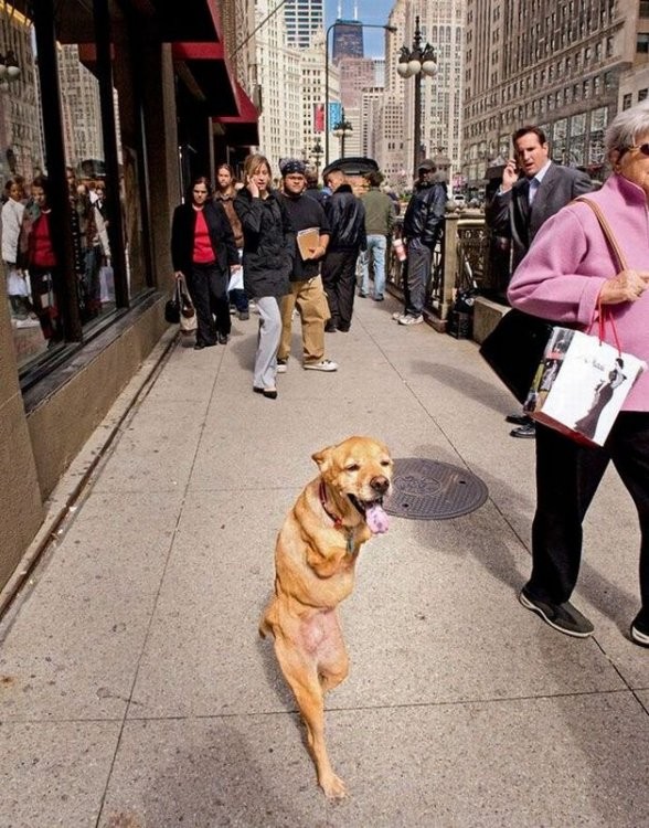 Собака ходит как человек (20 фото)