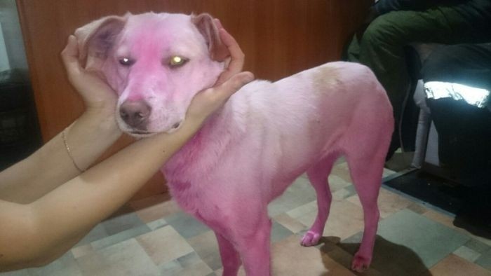 В Ижевске спасли розовую собаку