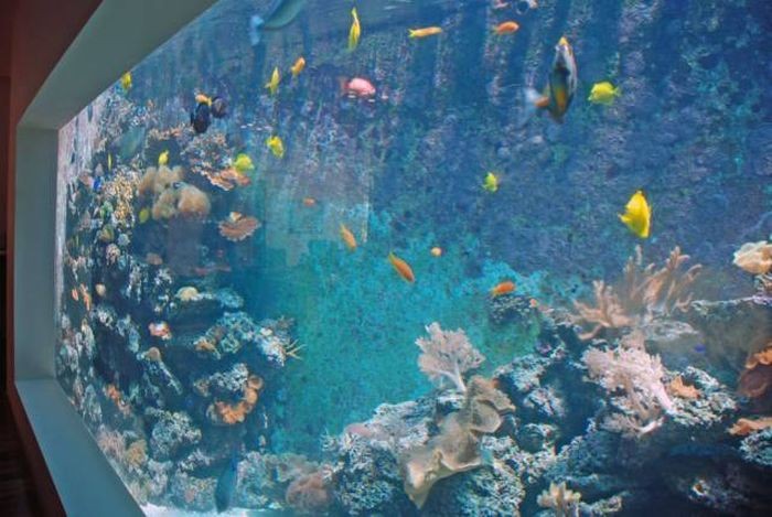 Израильтянин создал самый большой в стране аквариум для гостиной (12 фото)