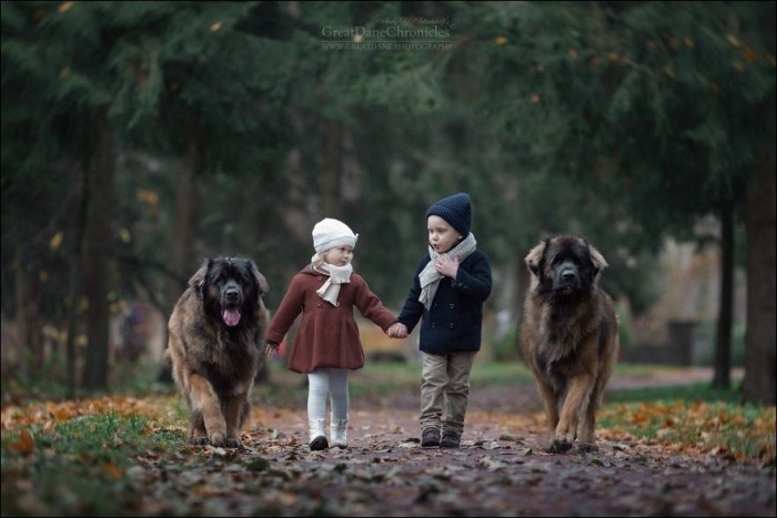Маленькие дети с большими собаками