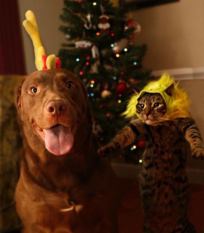 Животные против Нового года и Рождества