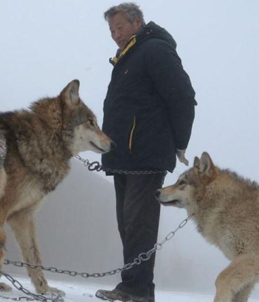 Китайский бизнесмен содержит волчью стаю в 150 голов