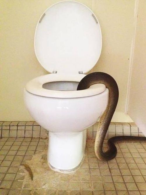Типичное предупреждение в общественном туалете Австралии