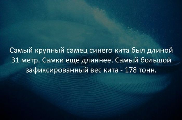 Интересные факты обо всем на свете