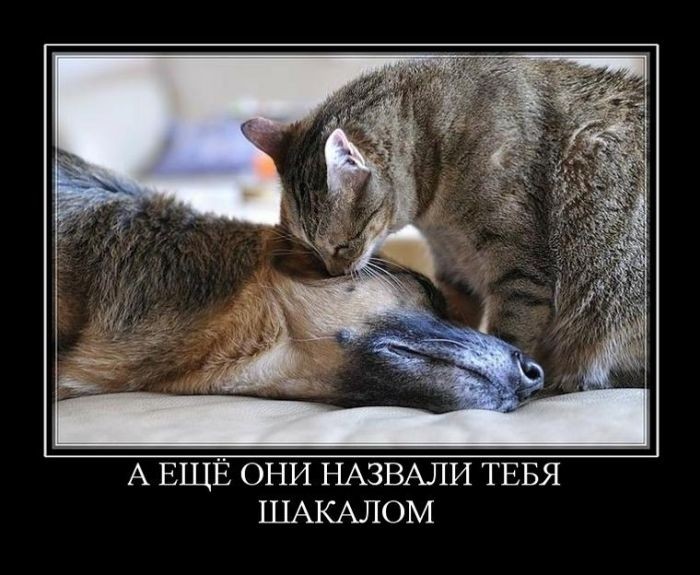 Демотиваторы (30 фото)
