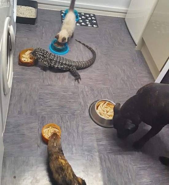 Подборка прикольных фото  (104 фото)