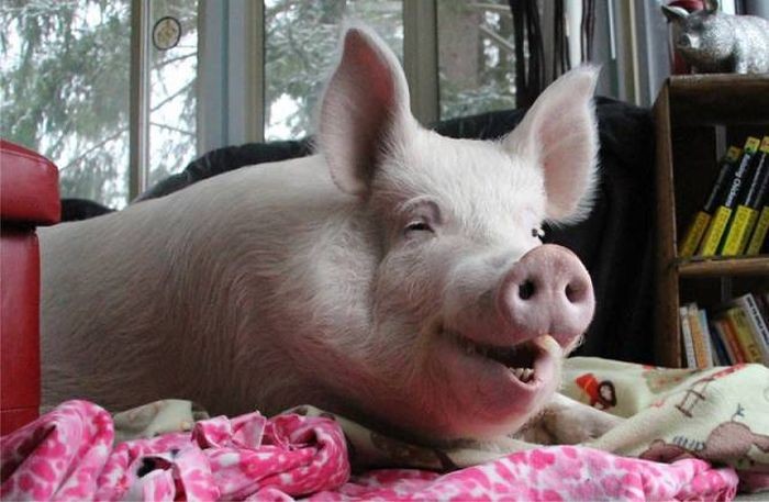 Неудачная покупка (27 фото)