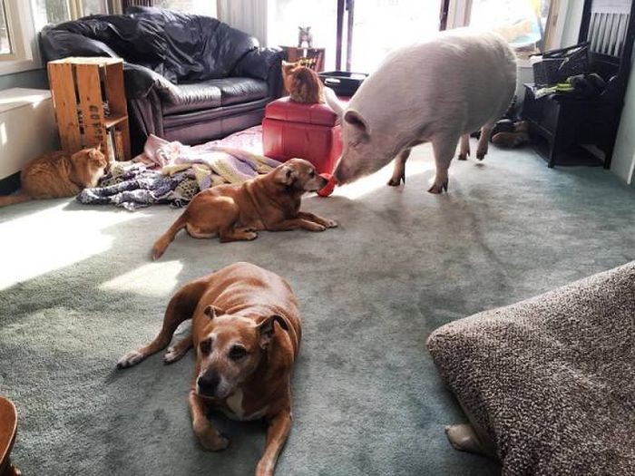 Неудачная покупка (27 фото)