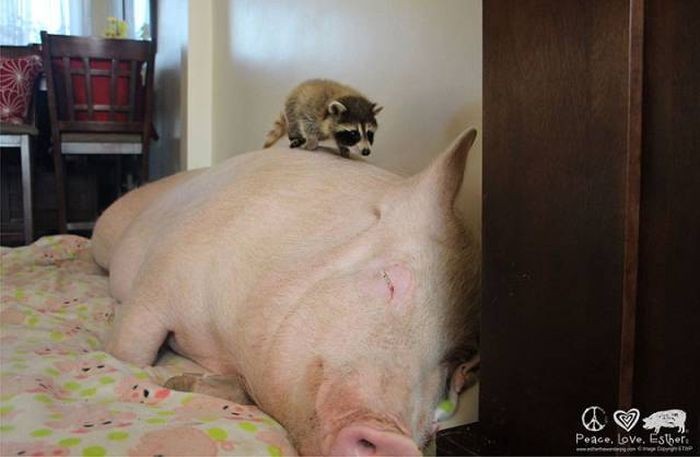 Неудачная покупка (27 фото)