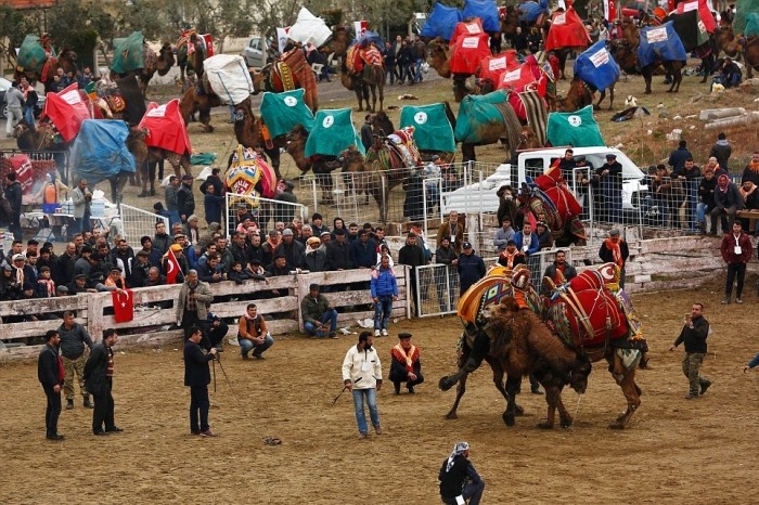 Верблюжьи бои на ежегодном фестивале в Турции