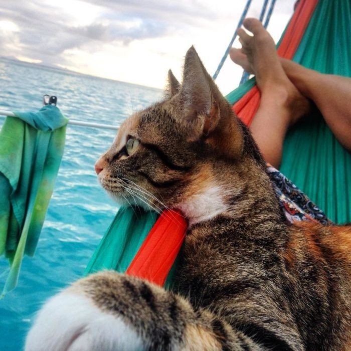 Американка путешествует на лодке с кошкой