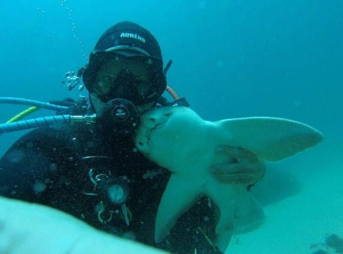 В течении 7 лет акула приплывает, чтобы пообниматься с дайвером (9 фото)