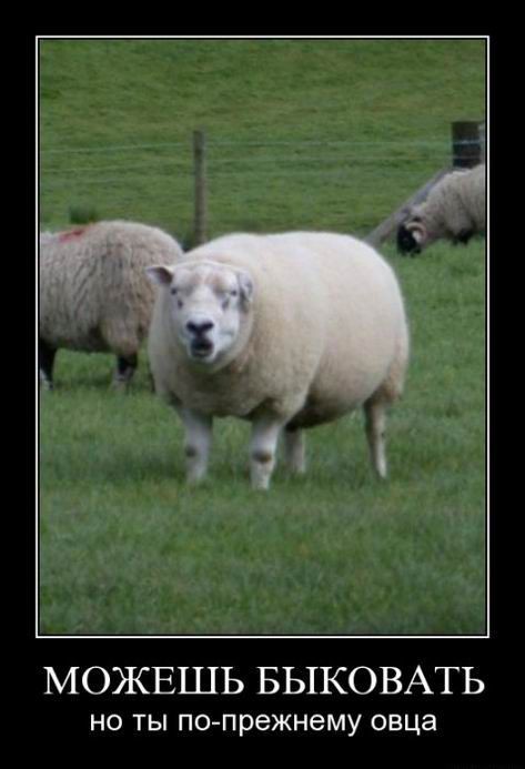 Демотиваторы (30 фото)