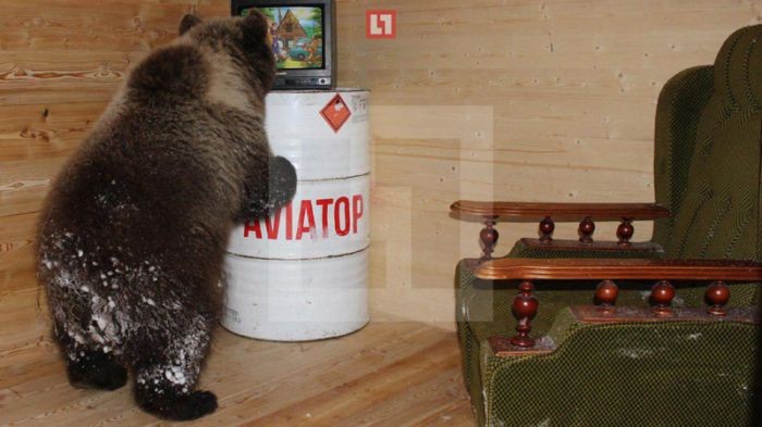 На аэродроме под Тверью живет медвежонок по кличке Мансур (7 фото)