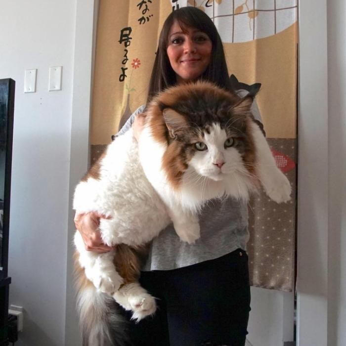 Самсон — большой кот Нью-Йорка, больше метра в длину и весом почти 13 килограмм
