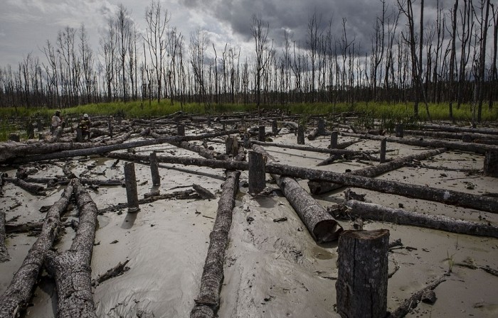 Золотая лихорадка Западного Папуа уничтожает природу
