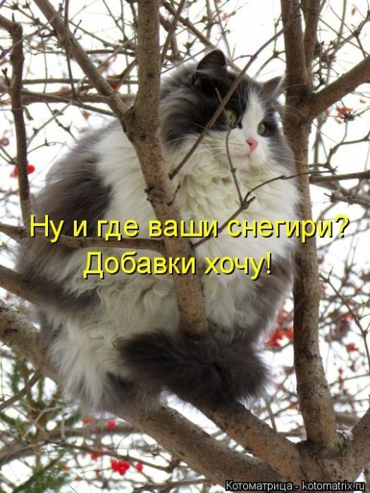 Забавные котоматрицы