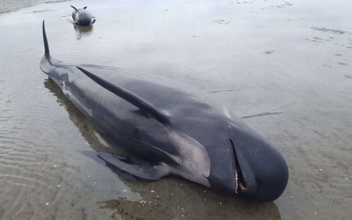 Более 400 дельфинов выбросились на берег Новой Зеландии