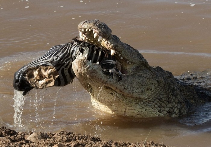 Жестокий момент: крокодил пытается проглотить голову зебры