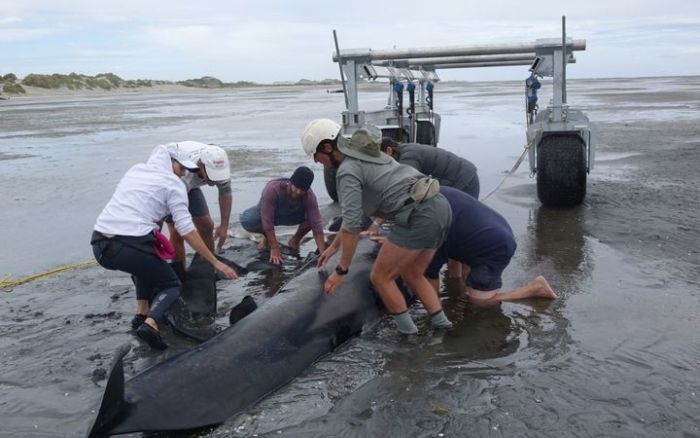 Более 400 дельфинов выбросились на берег Новой Зеландии